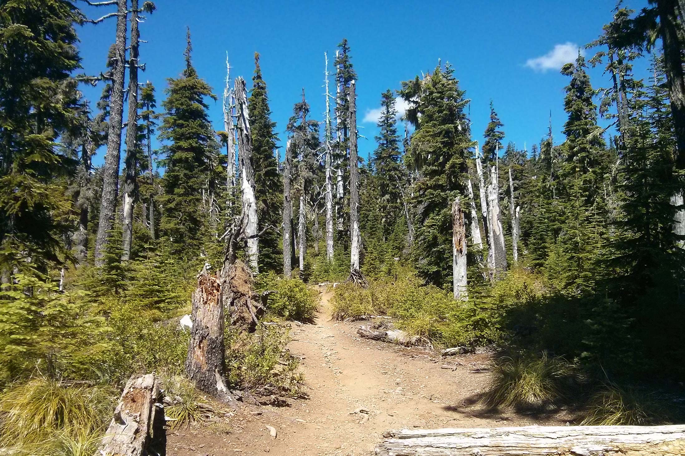 Whitewater Trail im Wald
