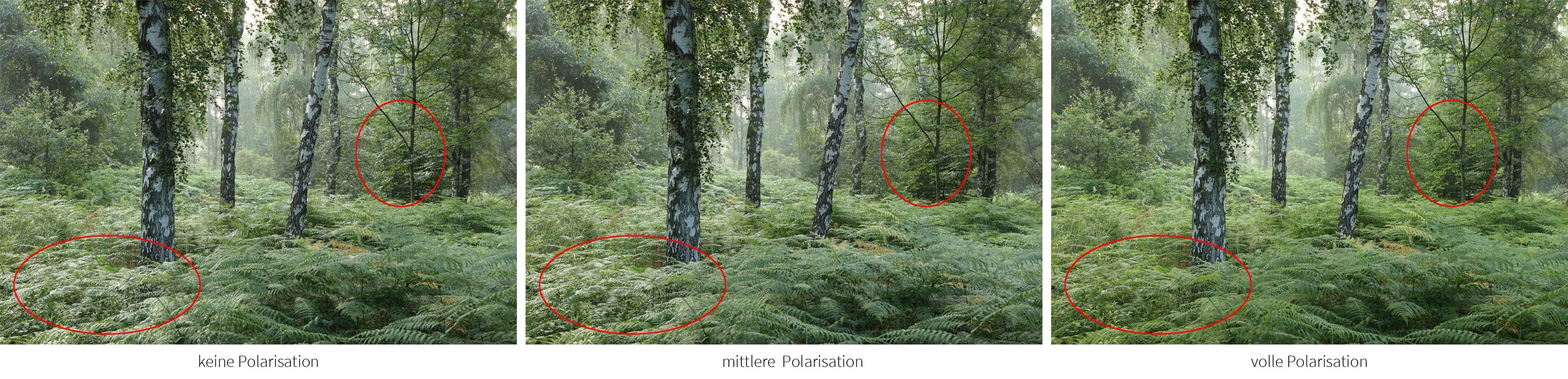Vergleich Polarisationsfilter im Wald