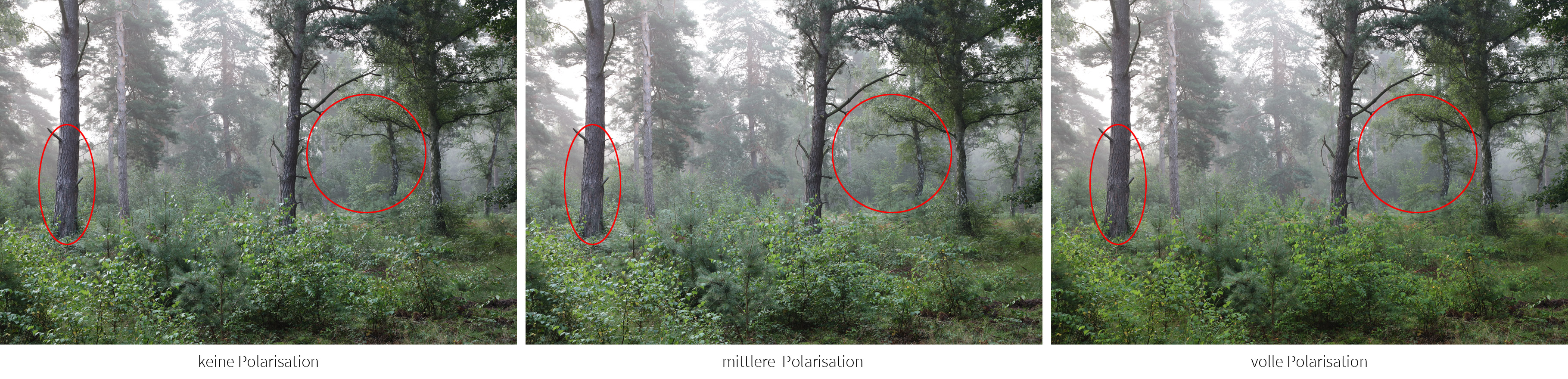 Polfilter Waldfotografie Vergleich