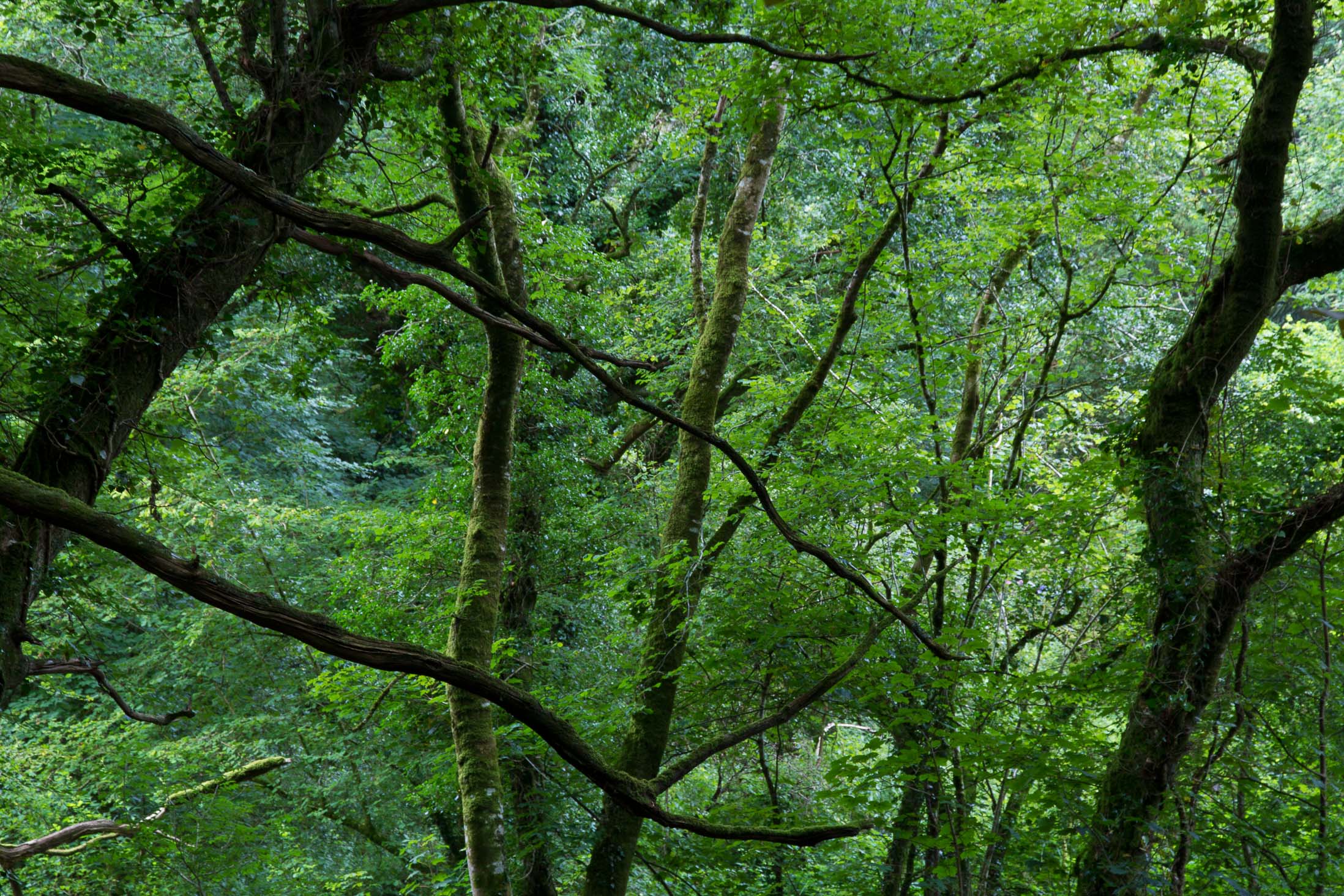 Le Foret de Huelgoat