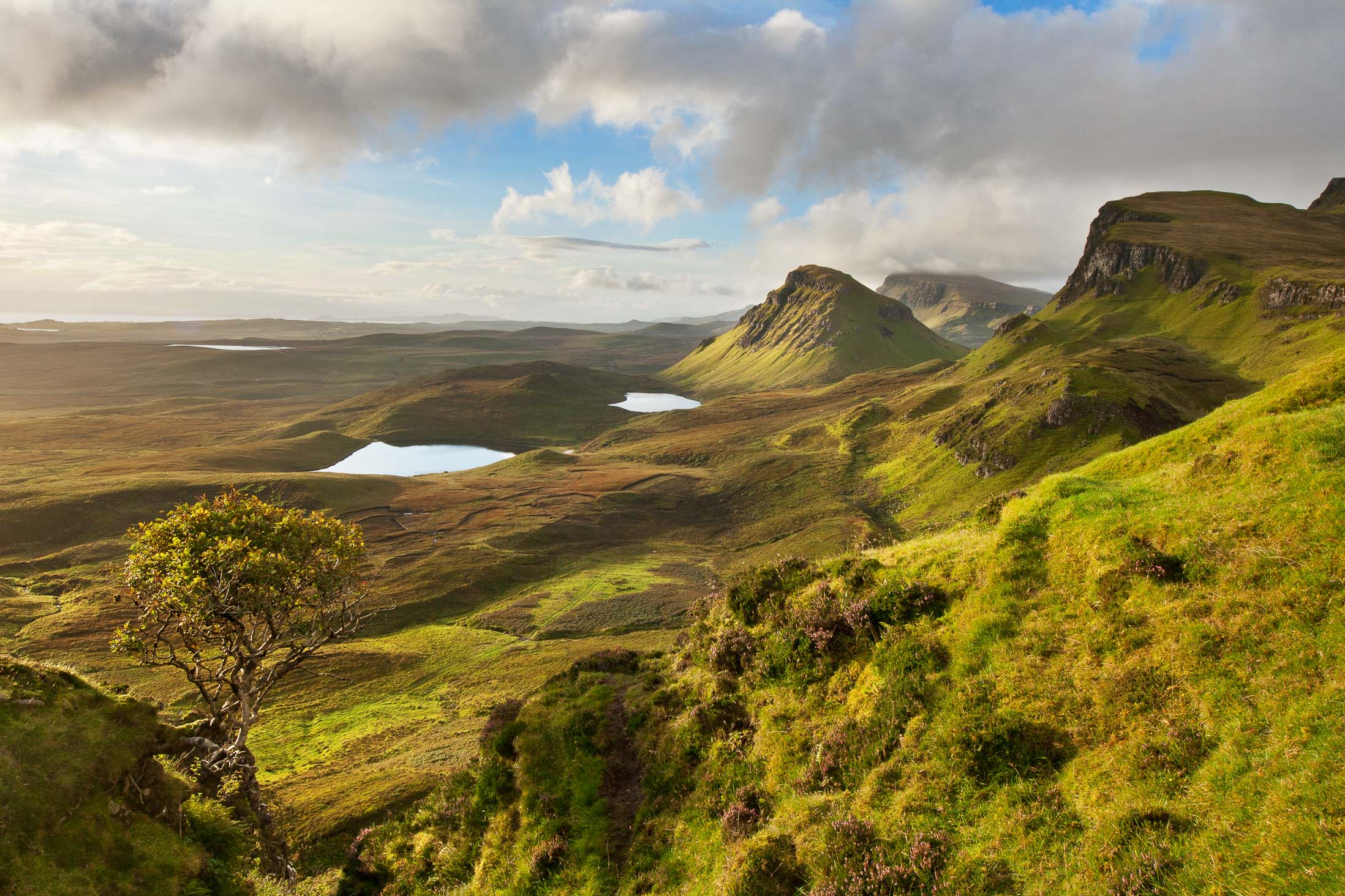 Quiraing Baum