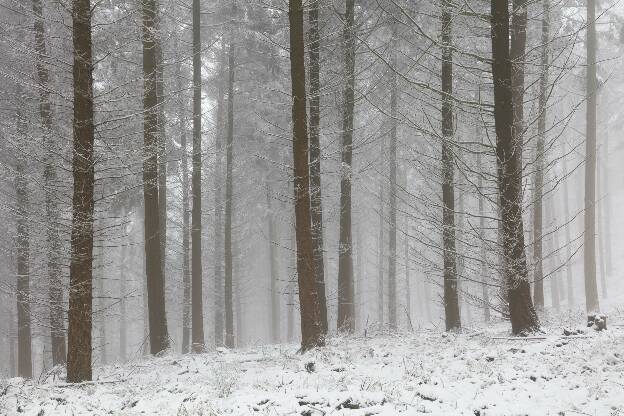 Schnee im Fichtenwald