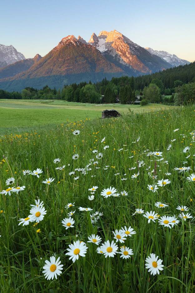 Wildflowers in Berchtesgaden