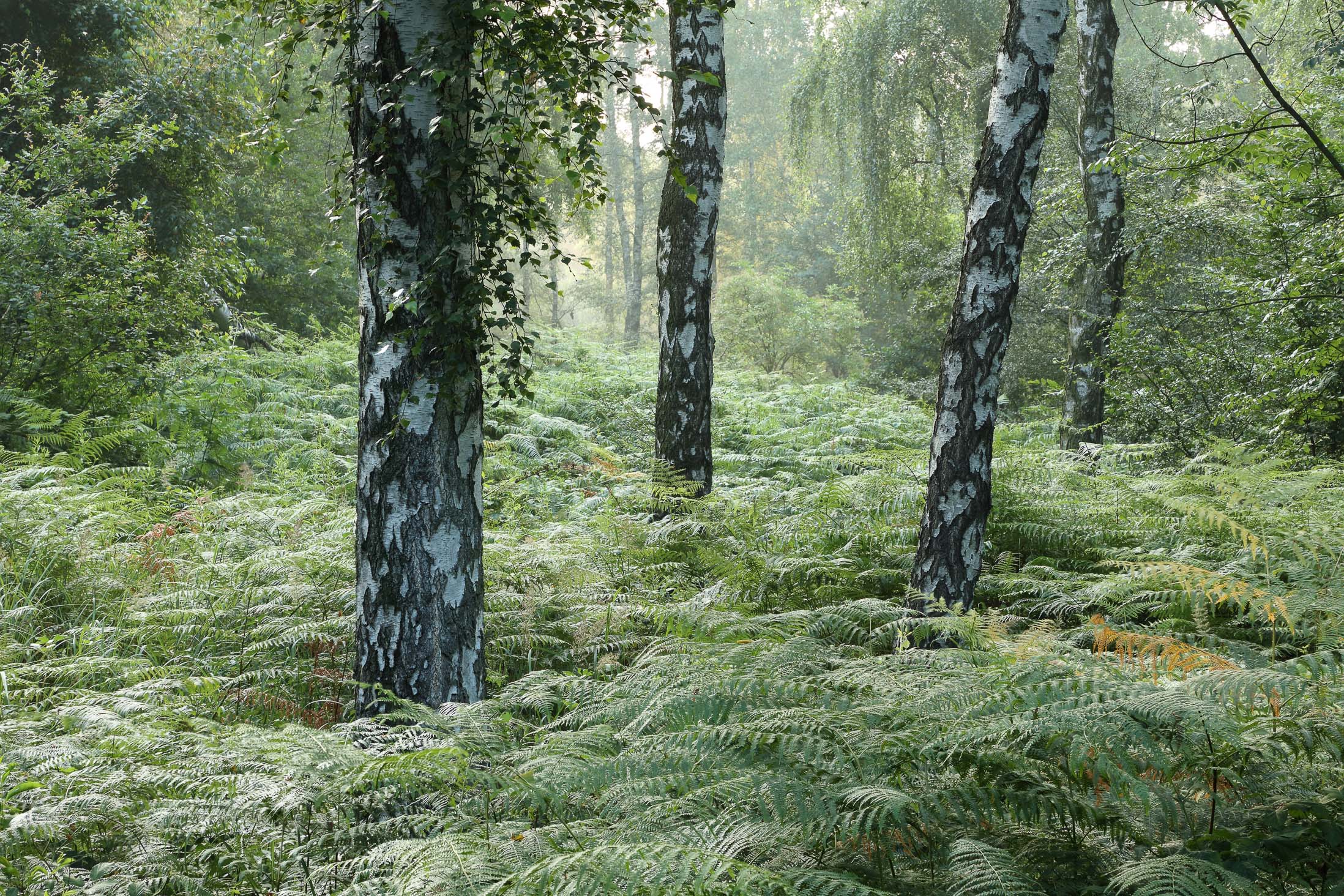 Polarisationsfilter in der Waldfotografie richtig einsetzen