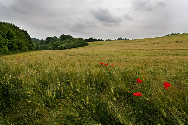 Poppies in the Cornfield II