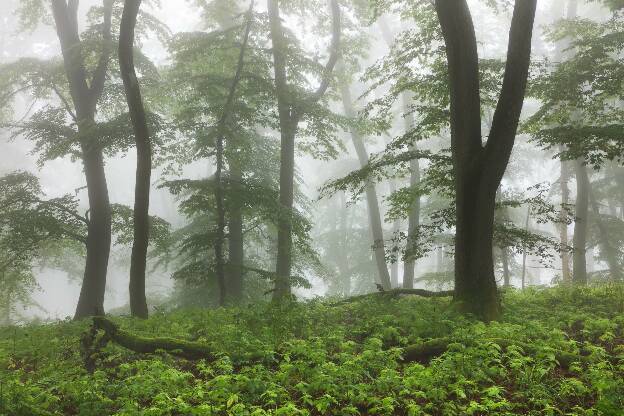 Mystische Wälder