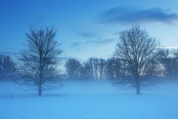 Zwei Bäume im Winter bei Nebel