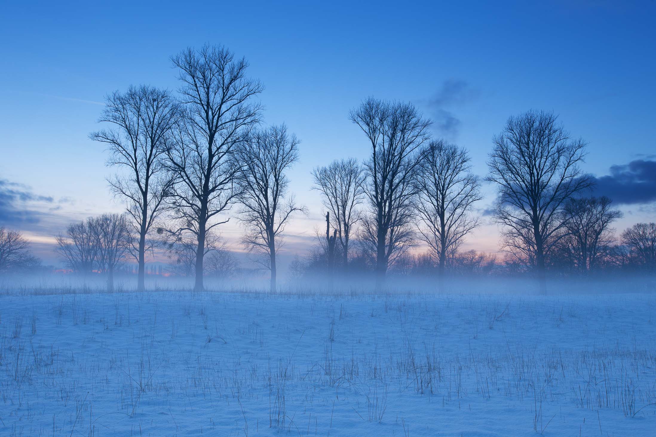 Nebel zwischen Pappeln im Winter