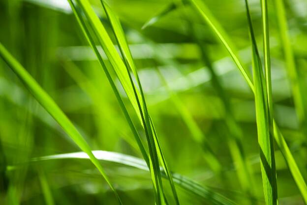 Green grass blades