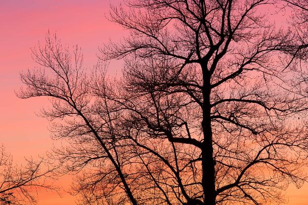 Ein Baumstamm zu Sonnenuntergang