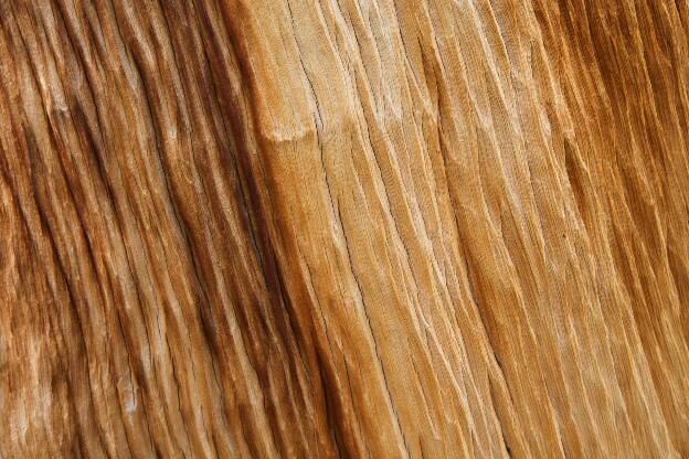 Ancient Bristlecone Wood
