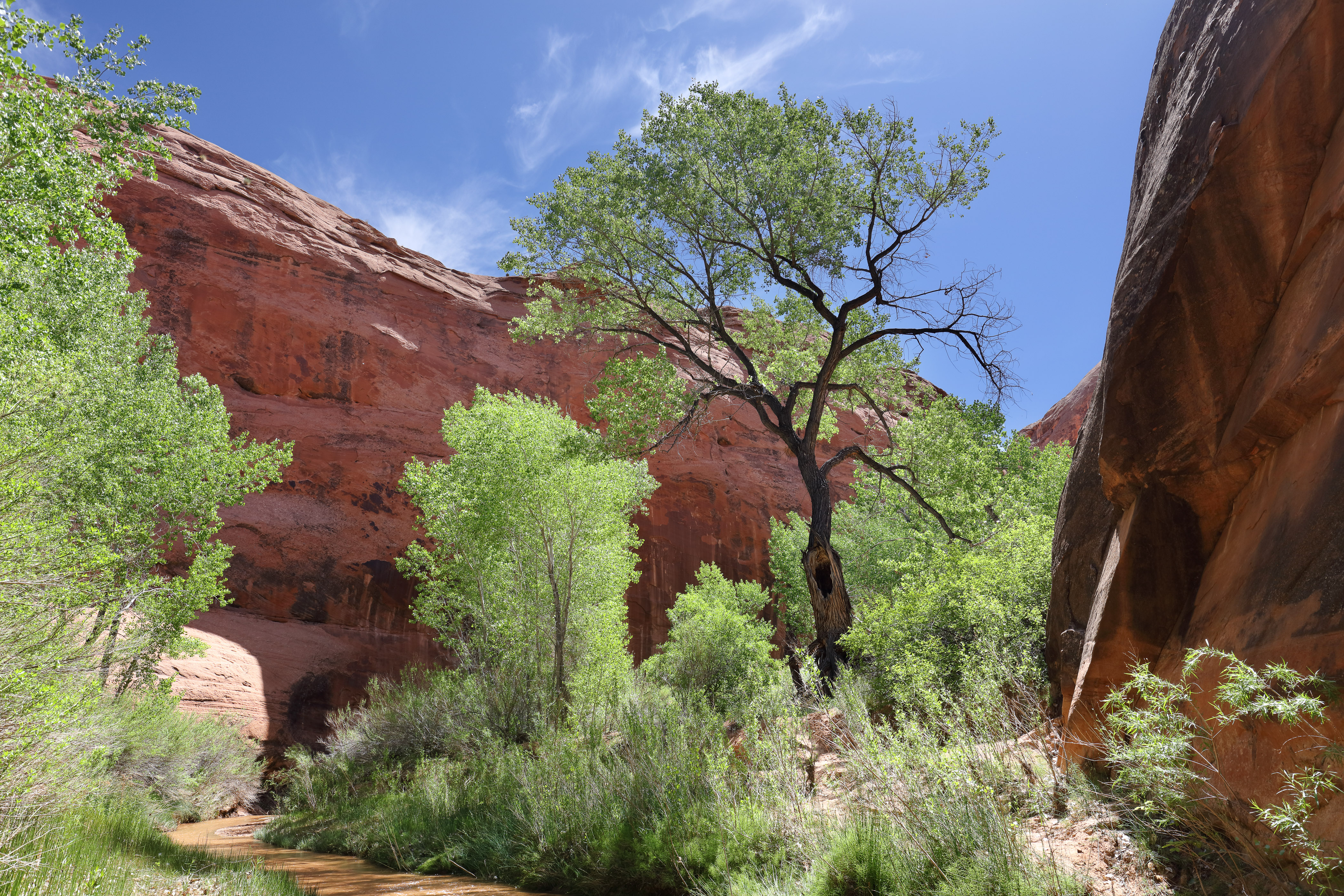 Wandern im Coyote Gulch