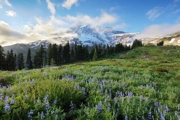 Mt. Rainier - Wildflowers