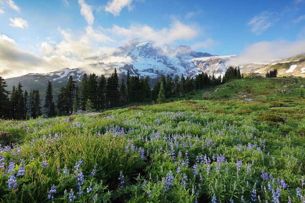 Mt. Rainier - Wildflowers