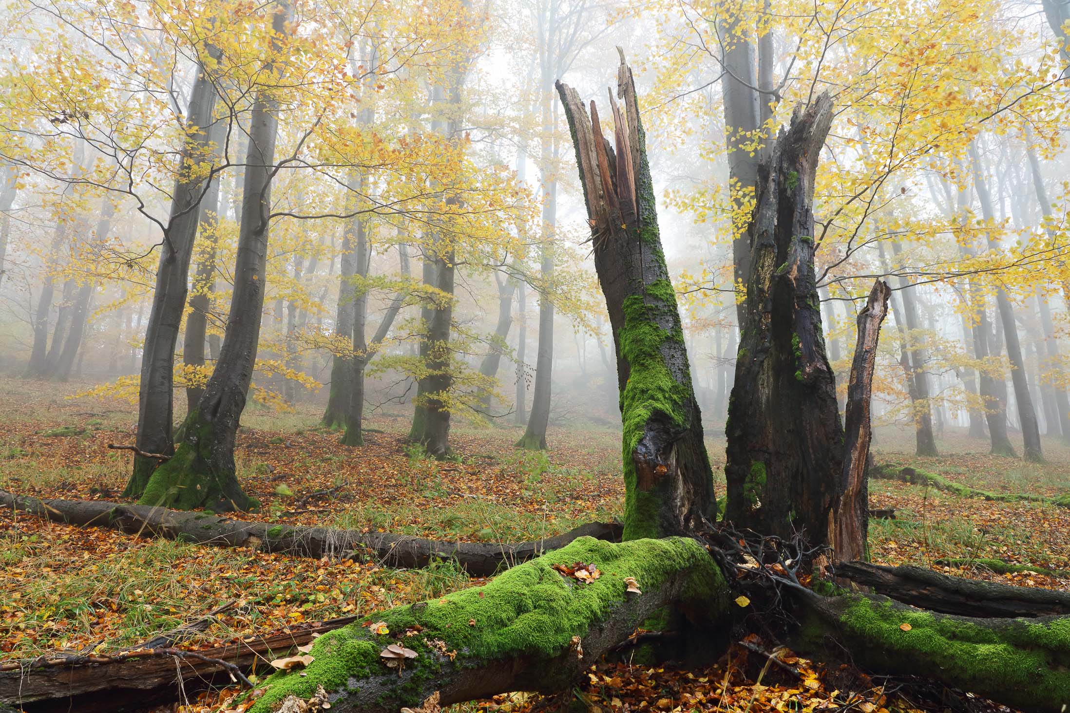 Buchenurwald im Herbst