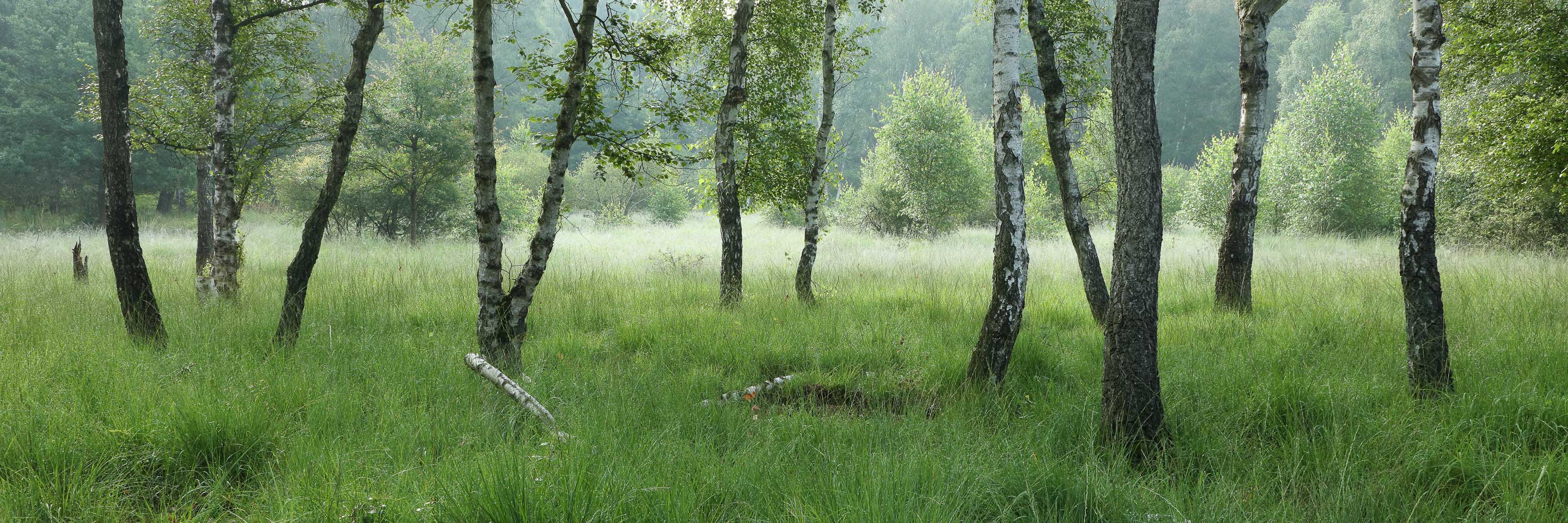 Birkenwaldpanorama